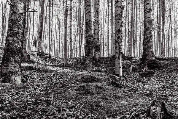 Düşen yaprakları olan güzel bir sonbahar ormanı