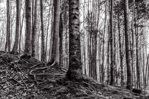 Ormandaki bir ağacın siyah beyaz fotoğrafı..