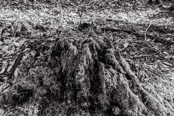 Yerdeki ağaç kökleri