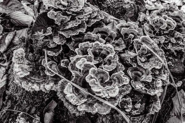 Ölü bir denizin siyah beyaz fotoğrafı