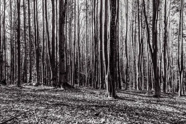Dağlardaki güzel orman