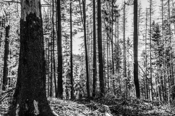 Ormandaki çam ağaçlarının siyah ve beyaz gövdeleri. güzel doğa arkaplanı