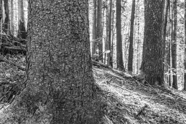 Bir sürü karlı ağaç gövdesinin siyah beyaz fotoğrafı.