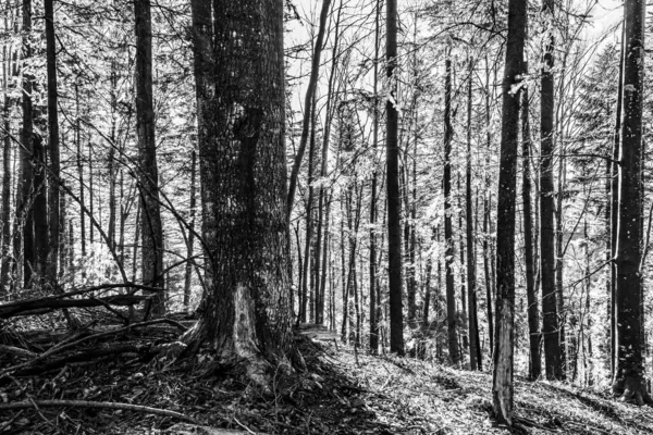 Siyah ve Beyaz Ormanı
