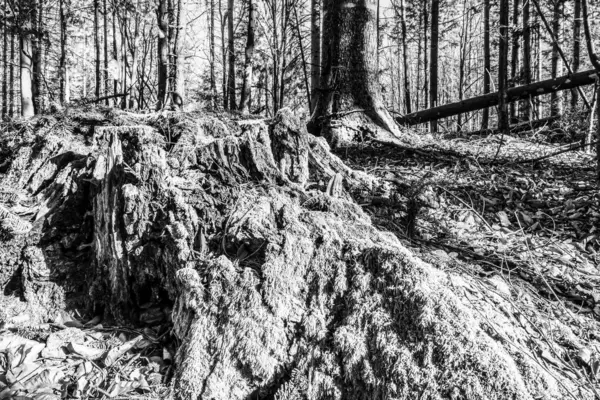 Ormanın arka planında eski ahşap bir kütük. siyah ve beyaz resim.