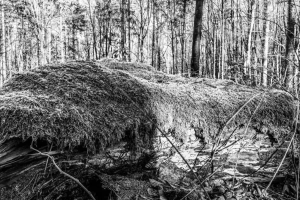 Bir sürü ağaç ve kökü olan bir ormanın siyah beyaz fotoğrafı.