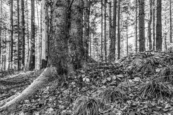 Güzel bir ormanın siyah beyaz fotoğrafı