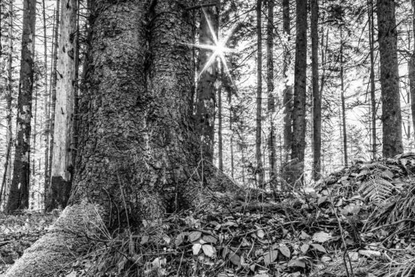 Ormandaki güzel doğa.