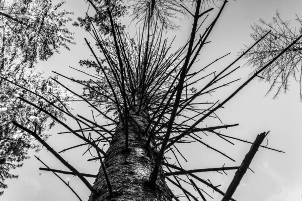 Ormanın güzel manzarası