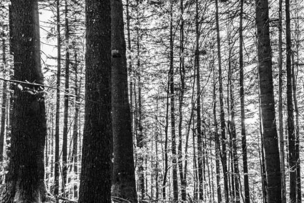 Dağlardaki güzel orman