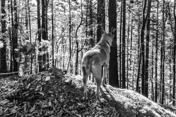 Ormandaki köpek. Siyah ve beyaz. Doğadaki hayvan