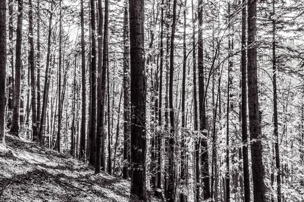 Ormandaki uzun bir ağacın gri tonlu görüntüsü.