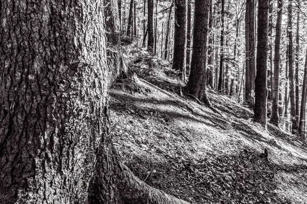 Eski ağacın güzel manzarası.