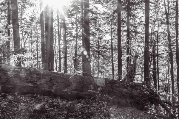 Ormandaki ağaç gövdesi