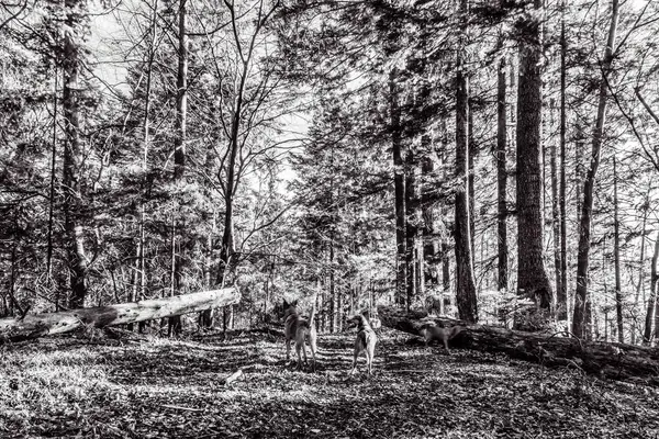 Polonya 'da ormandaki ahşap bir köprünün siyah beyaz fotoğrafı.