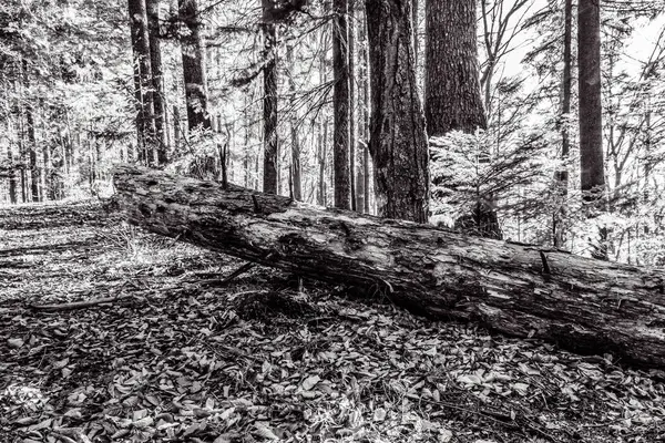 Arkasında bir ağaç olan güzel bir ormanın siyah beyaz fotoğrafı.