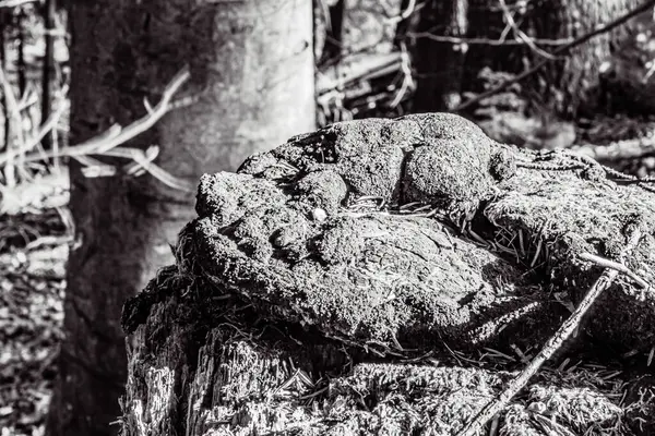 Ormandaki ağaç gövdesi