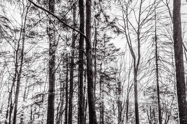 Ağaçlar ve karla kaplı kış ormanı. siyah ve beyaz