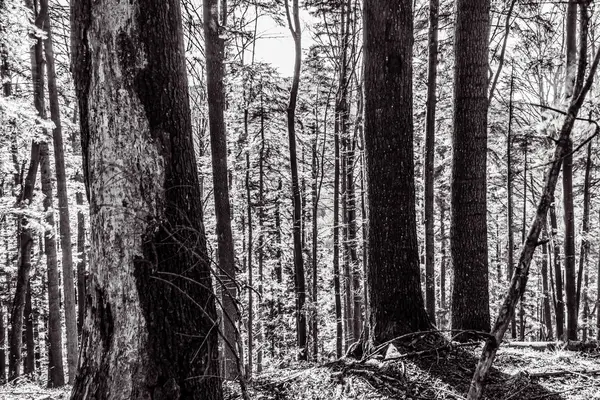 Siyah ve Beyaz Orman