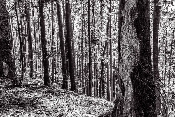 Ağaçlı bir ormanın siyah beyaz fotoğrafı.