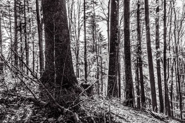 Ormandaki bir ormanın siyah beyaz fotoğrafı