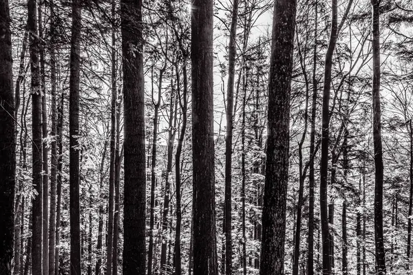 Çam ormanının kışın çekilmiş siyah beyaz fotoğrafı.