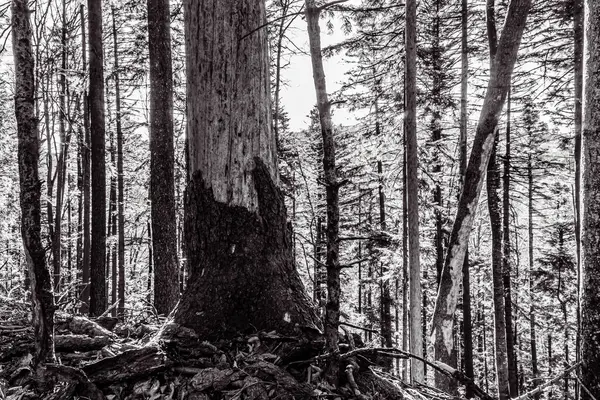 Ormanda ağaç gövdesi