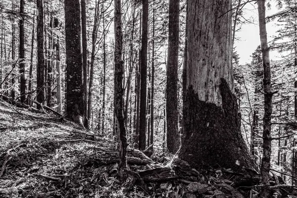 Güzel siyah beyaz orman