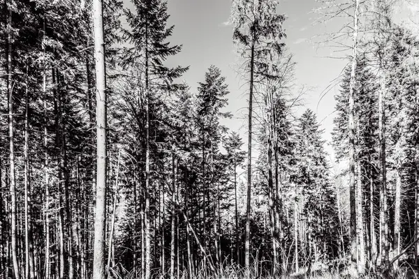 Çam ormanının siyah beyaz fotoğrafı