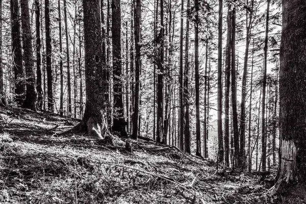 Orman, Karpatlar, Doğa Fotoğrafları - Avrupa, Doğu Avrupa, Romanya 