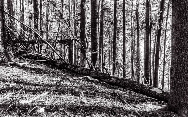 Sonbaharda ormandaki ölü ağaçların siyah beyaz fotoğrafı.