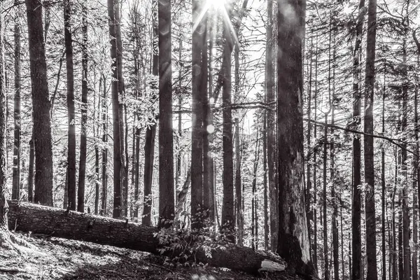 Karpat Dağları 'ndaki orman, Ukrayna.