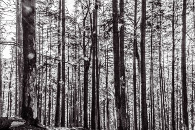 Karla kaplı ağaçlarla kaplı güzel kış manzarası