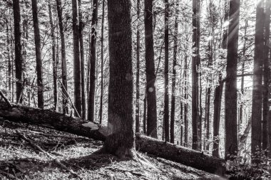 Ormandaki ağaç gövdesi, siyah beyaz fotoğraf.