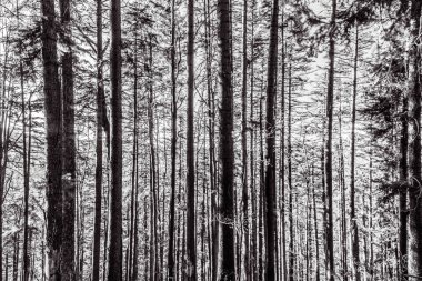 Çam ormanları ve kışın ağaçlar