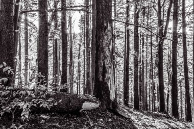 Doğada ve Flora 'da ormandaki ağaç gövdesi