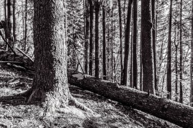 Dağın güzel manzarası