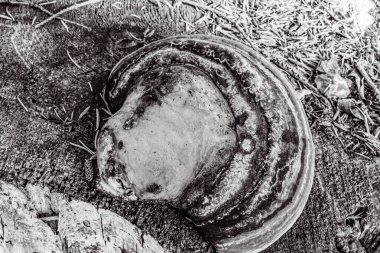 Bir sürü odunu olan eski ahşap bir arka plan.