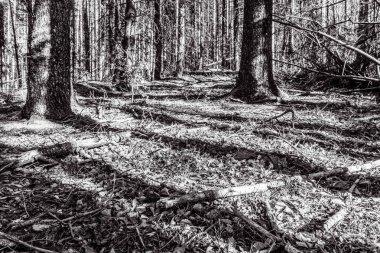 bir ağacın siyah beyaz görüntüsü