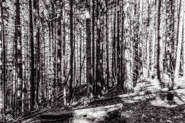 Orman manzarası. siyah ve beyaz resim