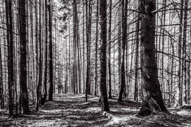 Almanya 'daki siyah beyaz orman