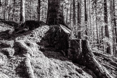 Ormandaki eski ağaçlar ve ağaçlar. siyah ve beyaz.