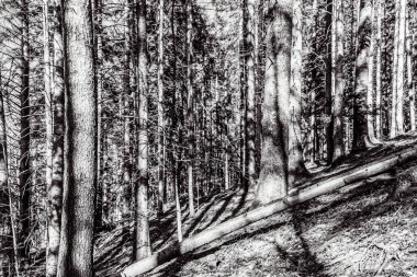 siyah ve beyaz arkaplan.