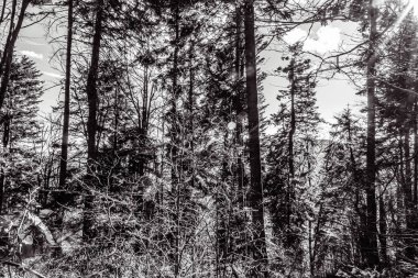 Ormanda bir ağacı olan güzel bir manzara.