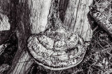 Büyük bir ağacı olan eski ahşap zemin