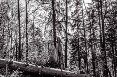 Ormandaki bir ağacın siyah beyaz fotoğrafı.