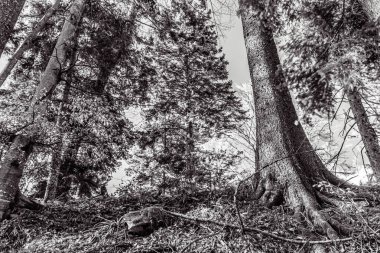 Dağlardaki ormanın güzel manzarası