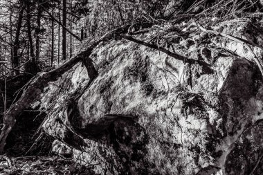 Ormandaki bir ağacın siyah beyaz görüntüsü