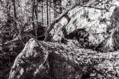 Ormandaki bir ağacın siyah beyaz görüntüsü