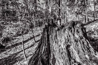 Ormandaki ağaç kökleri.